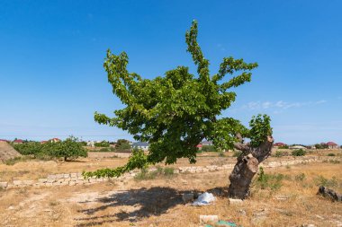 Yalnız eski güzel dut ağacı