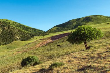 Dağ yamacında yeşil ağaç