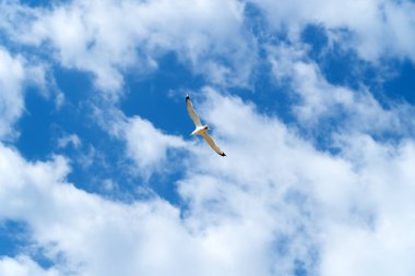 Mavi gökyüzüne karşı uçan martı