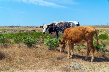 Sahada sıska bir buzağı ile benekli
