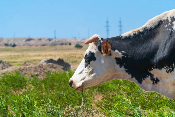 Ritratto di mucca maculata sul campo — Foto Stock