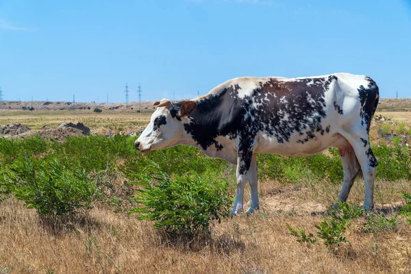 Vaca manchada en el campo —  Fotos de Stock