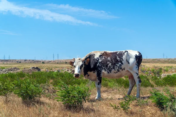 Vaca manchada en el campo —  Fotos de Stock