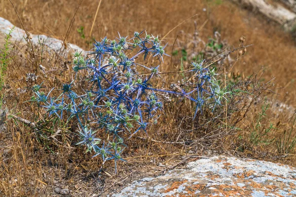 惊人的棘手的植物与蓝叶和刺 — 图库照片