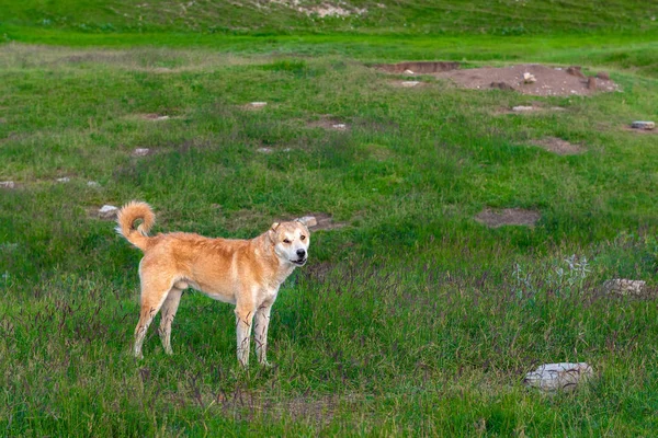 Perros pastor enojado en el prado —  Fotos de Stock