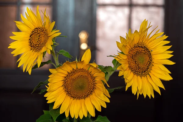 Napraforgó virágok kerámia vázában — Stock Fotó