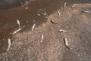 Ekolojik sorun, denizde balık ölümü