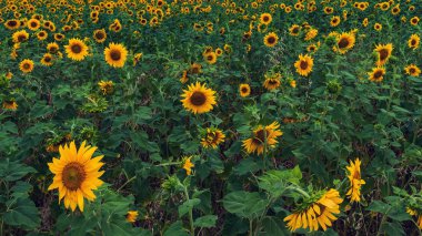 Gün batımında çiçek açan ayçiçeği tarlası