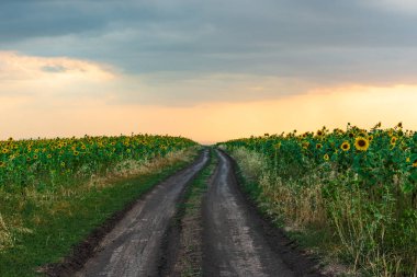 Akşam saatlerinde tarım alanları arasında kırsal yol