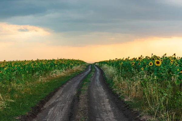 Rural road among farm fields at evening time — Stock Photo, Image