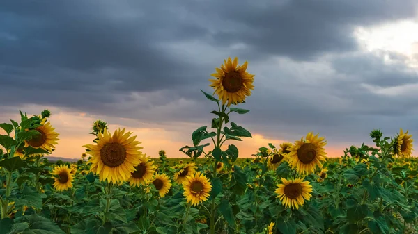 Champ de tournesol en fleurs au coucher du soleil — Photo