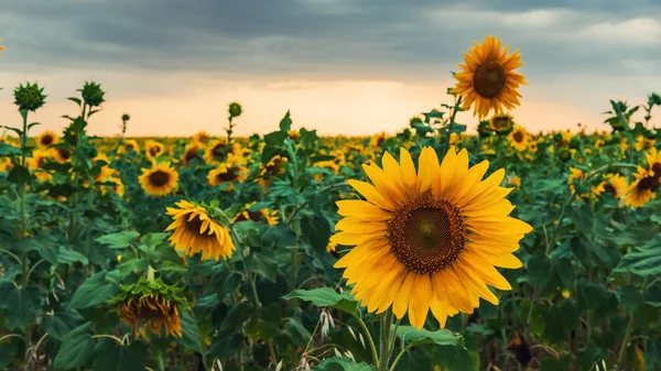 Champ de tournesol en fleurs au coucher du soleil — Photo