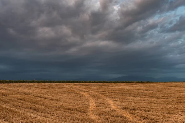 Урожай зерновых полей панорамный вид — стоковое фото