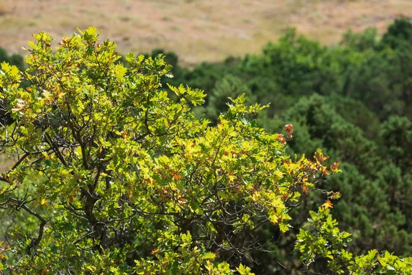 Gröna ekar på bergssidan — Stockfoto