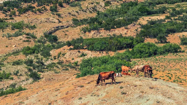 Manada de vacas en la ladera de la montaña —  Fotos de Stock