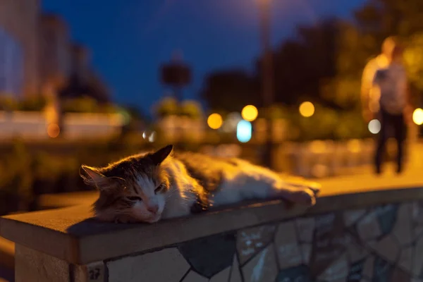 Hajléktalan macska alszik a járdán — Stock Fotó