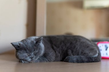 İngiliz shorthair kedi bir masada uyku