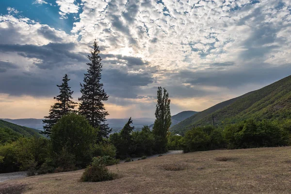 Hoge Cypress op de achtergrond van een mooie bewolkte hemel — Stockfoto