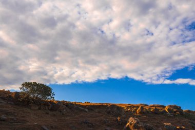 Yamaçta yalnız ağaç