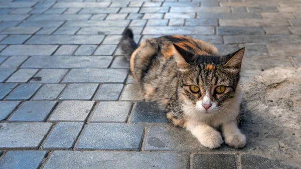 Tricolor street cat on the paving stone — Stock Photo, Image