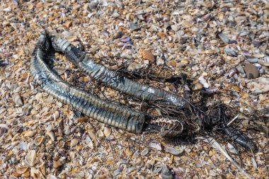 Kabuklarda ölü yılan