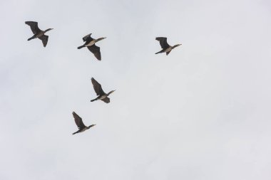 Uçuş vahşi ördek sürüsü, kuş göç güney