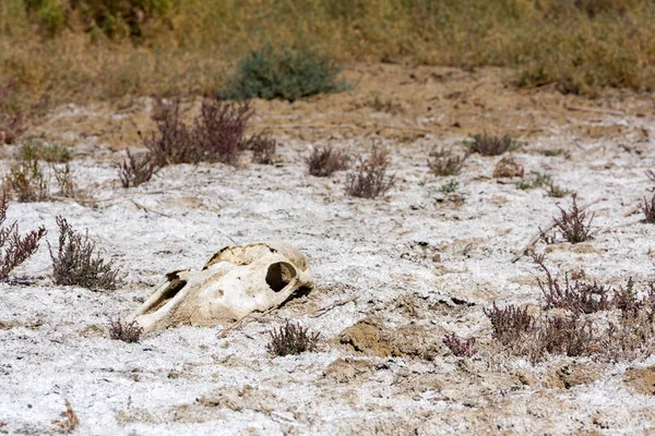 Skeleton of an animal on salty soil