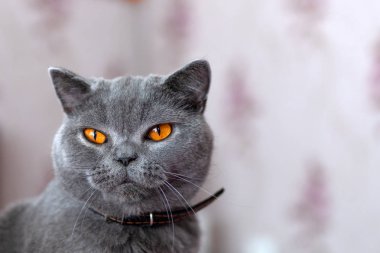 İngiliz Shortair kedi portresi