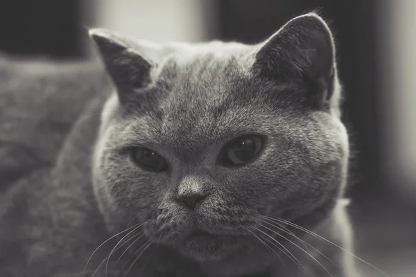 Портрет британской короткошерстной кошки — стоковое фото