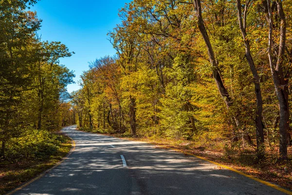 Cesta mezi žlutým podzimním horským lesem — Stock fotografie