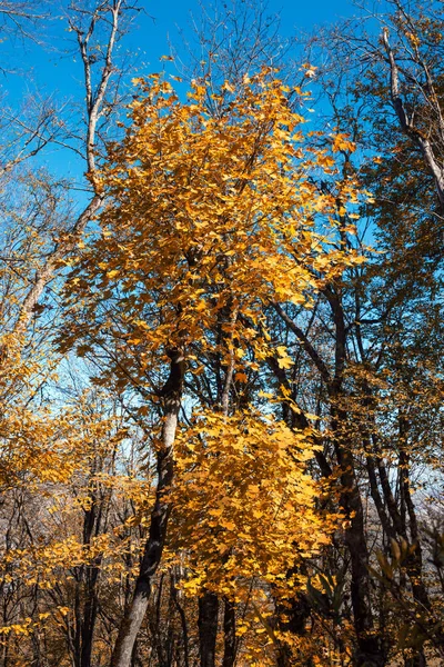 Ormanda parlak sarı sonbahar ağacı — Stok fotoğraf