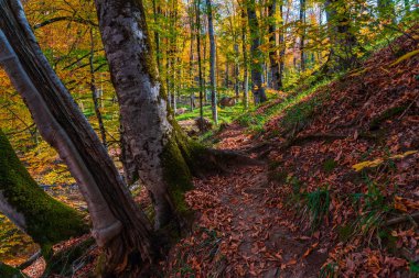 Sonbahar ormanındaki köklü köklü ağaçlar.