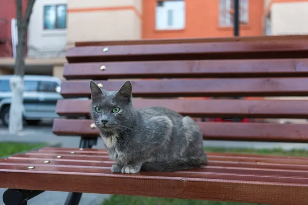 Cute smoky street cat on a bench — Stock Photo, Image