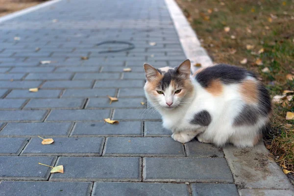 Cute tricolor cat in the park — Stock Photo, Image