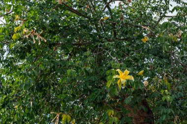 Baobab ağacının çiçek açan dalı
