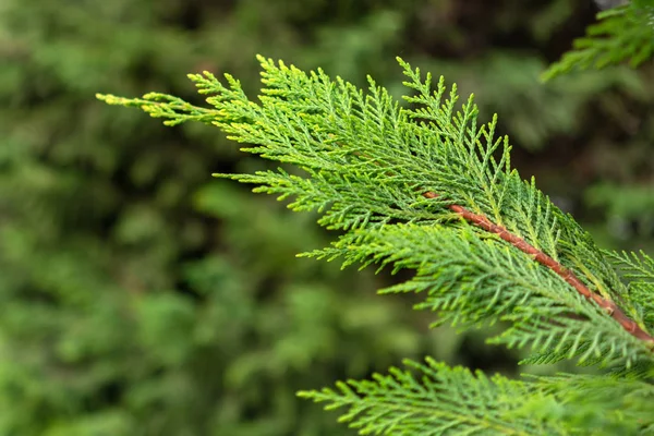 Thuja evergreen träd gren närbild — Stockfoto