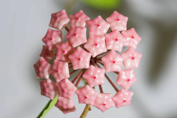 Hoya Lacunosa Floración Planta Casera — Foto de Stock