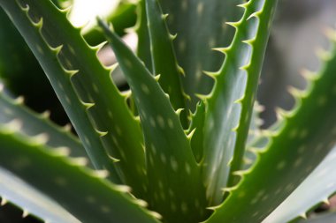 Aloe Vera tropikal yeşil bitkidir, geleneksel tıpta faydalıdır.