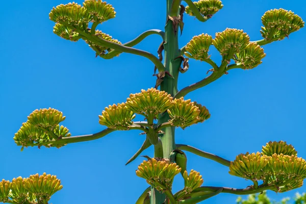 Floraison Agave Buisson Mort Après Floraison — Photo