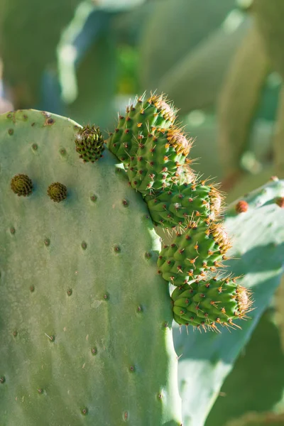 Cactus Espinoso Naturaleza —  Fotos de Stock