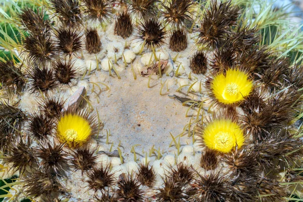 Blommande Taggig Kaktus Naturen — Stockfoto