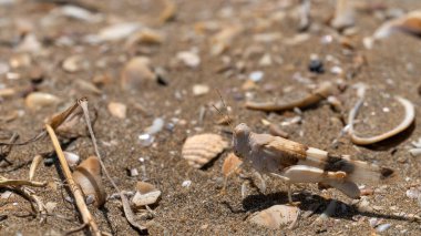 Kumda bir çekirge, yakın plan.