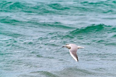 Büyük martı kuşu uçuyor.