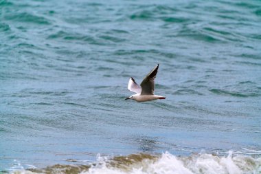 Büyük martı kuşu uçuyor.