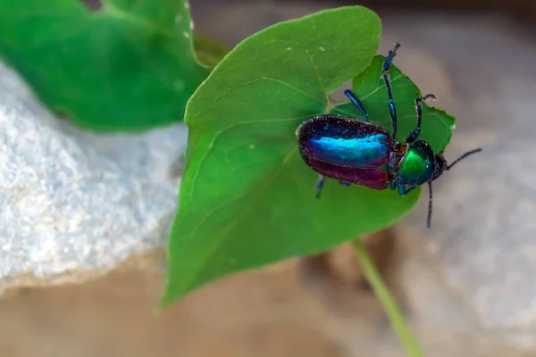 Escarabajo Escarabajo Sobre Una Hoja Verde — Foto de Stock