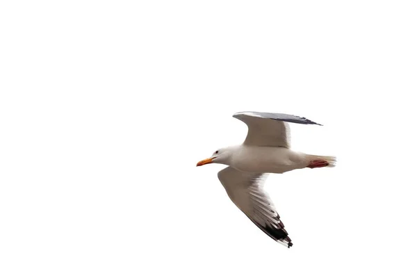 Pájaro Gaviota Grande Aislado Blanco — Foto de Stock