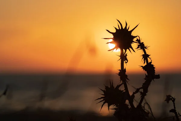 Dry Thistle Flower Setting Sun Light — Stock Photo, Image