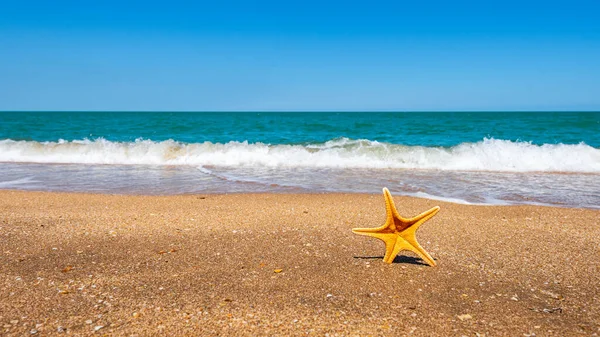Starfish Costa Oceano Fundo Verão — Fotografia de Stock