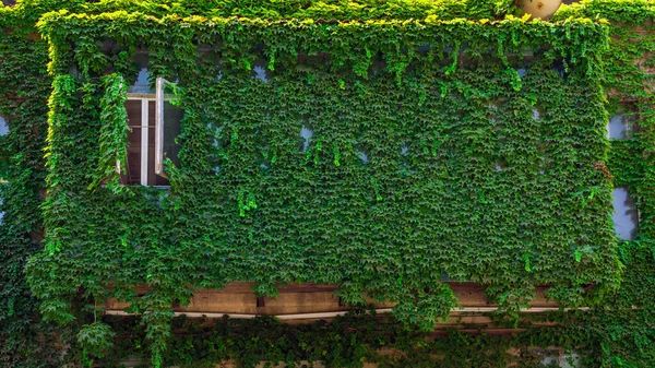 Antigua Fachada Casa Cubierta Hiedra Verde —  Fotos de Stock