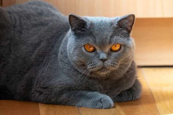 Lindo Británico Taquigrafía Gato Descansando Casa — Foto de Stock